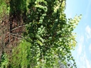 CESILIQ_2