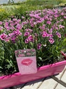 DIPKISS_2