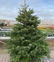 ABNORDM_2