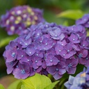HYMESUP_2