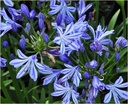 AGACHAR_2