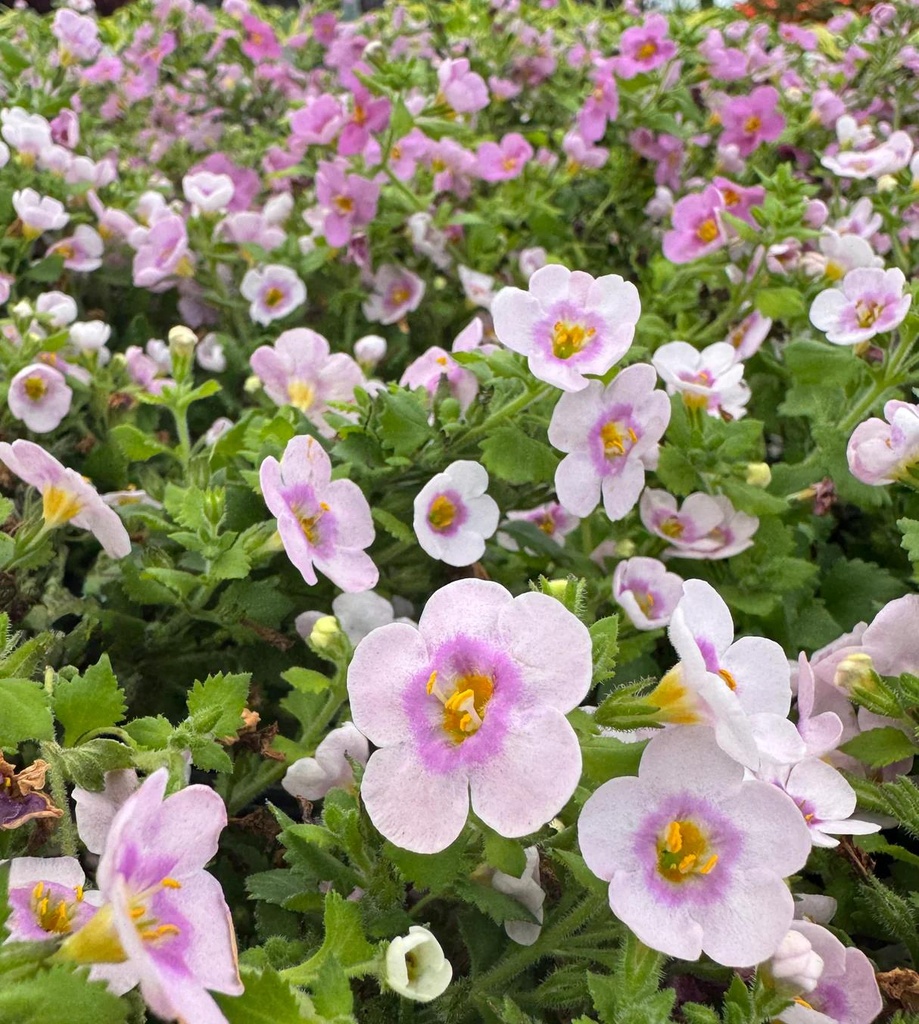 BACOPA_2