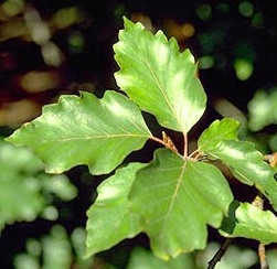 FASYLVA.040_6_1