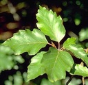 FASYLVA.040_6_1