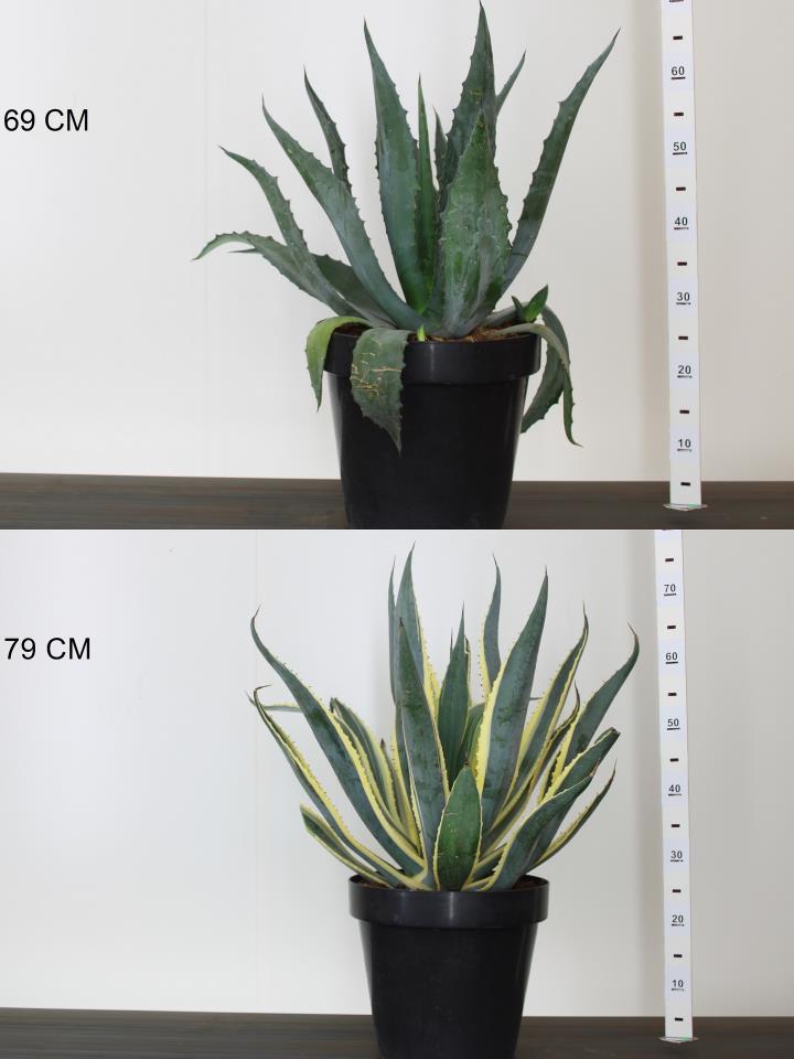 AGAVE_2