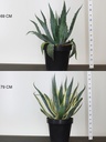 AGAVE_2