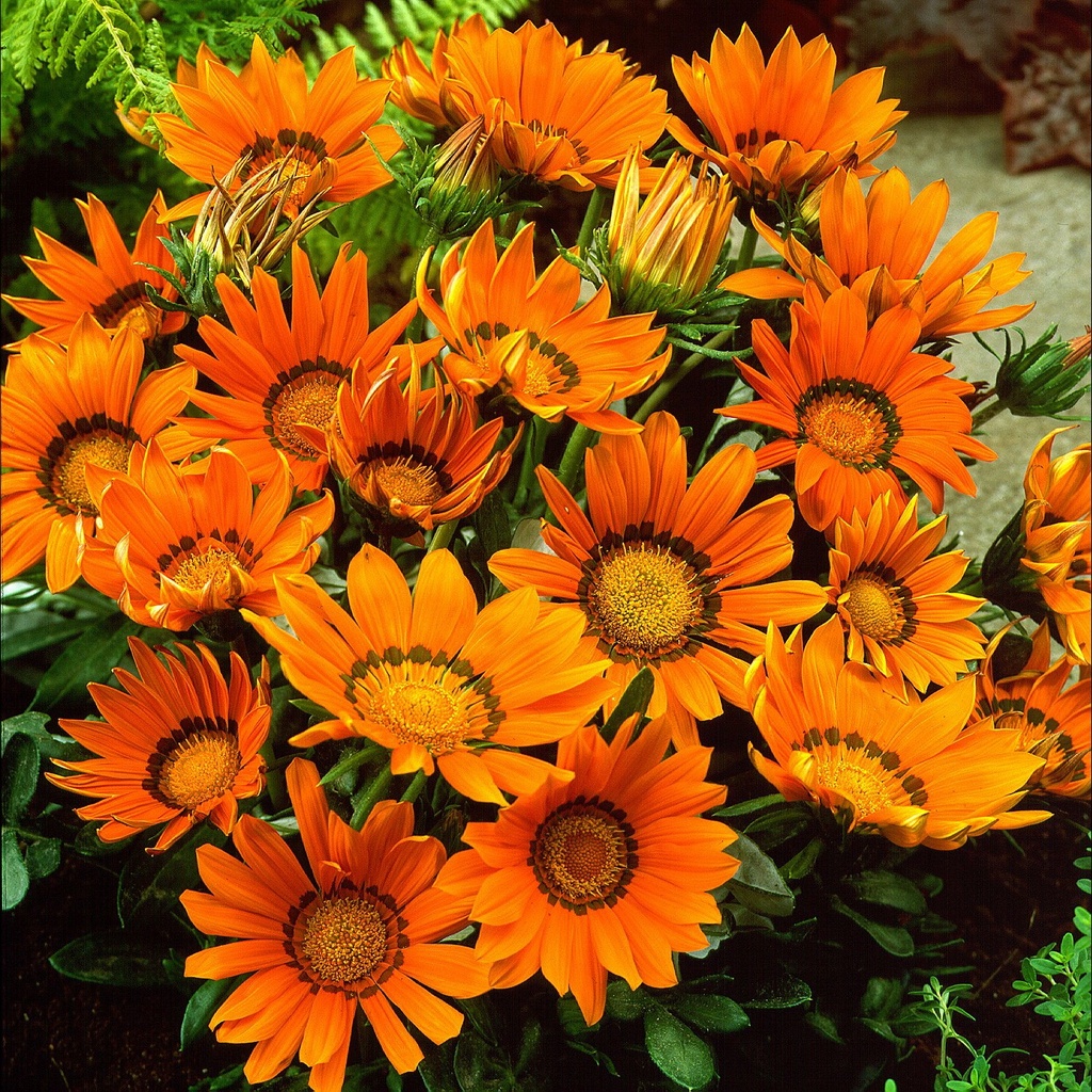 GAZANIA_2
