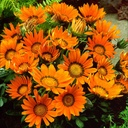 GAZANIA_2