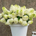 HYPMHIM_2