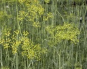 ANGRAVE_2