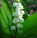 COMAJAL_2