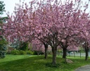 PRSKANZ.FOTO_1