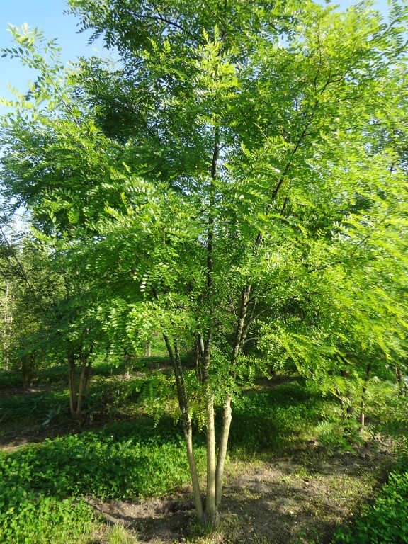 STJAPO2_2