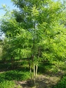 STJAPO2_2