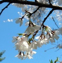 PRSAUTU.CHO08_1