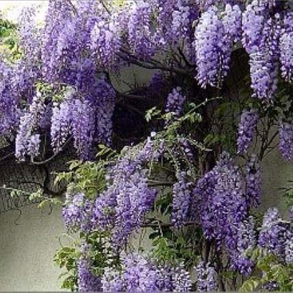 WISPROL.C7150_1