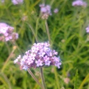 VEBLOLI_1