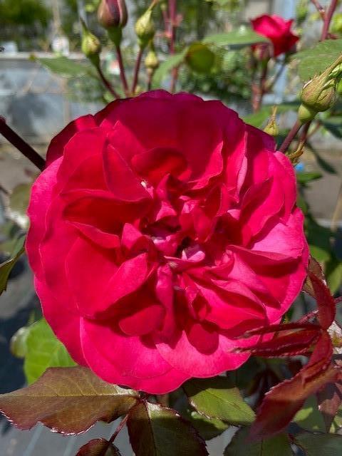 ROMEIRE_2