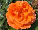 ROMEIOR_2