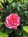 ROBONIC_2