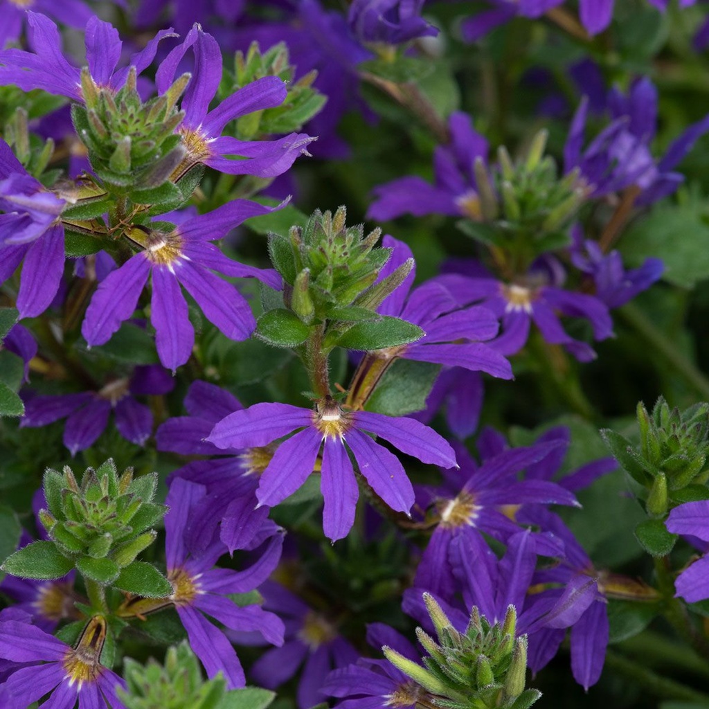 SCAVOLA_2