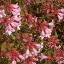 ABCEGOU C5_1