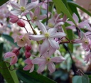 CLAABLO.PO_1