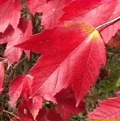 ACRRSUN HO12_1