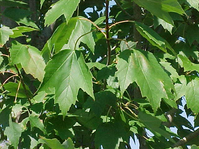 ACRRSUN_2