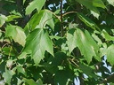 ACRRSUN_2