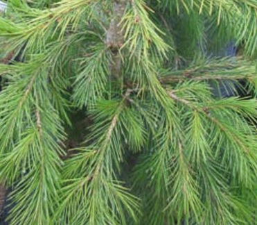 [CHLGPIL] Chamaecyparis l. 'Green Pillar' (pot 5L)