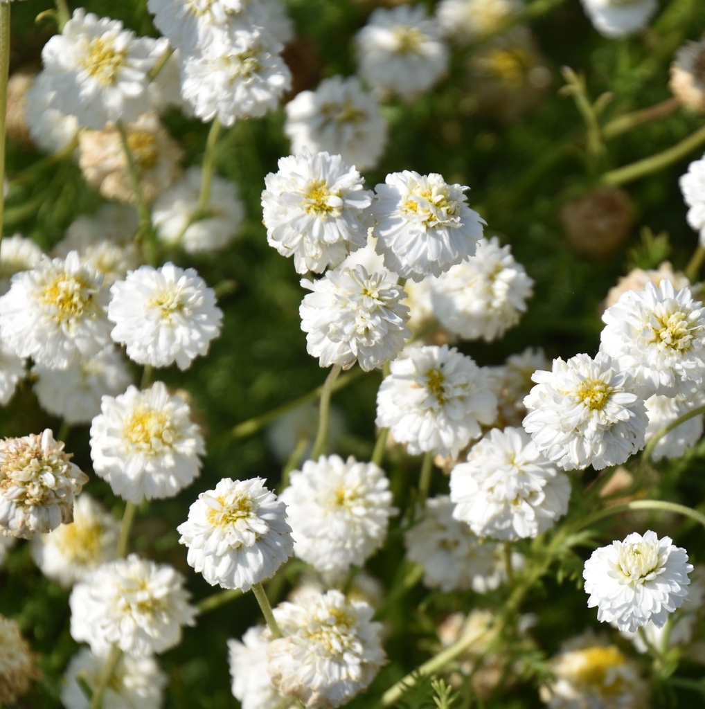 CAMOMILLE ROMAINE RAMPANTE