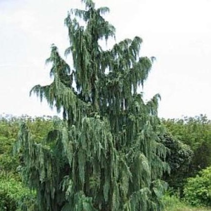 [CHNPEND] Chamaecyparis nootk. 'Pendula' (spil, 200/+cm, pot  70L)