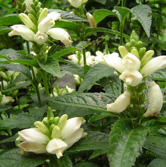 [CHOALBA] Chelone obliqua 'Alba' (pot   9cm)