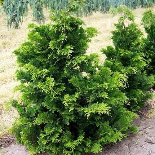 [CHONGRA] FAUX CYPRÈS (—, pot17 20cm)