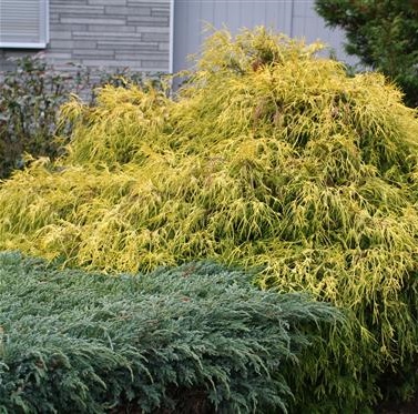 [CHPFAUR] Chamaecyparis pis. 'Filifera Aurea' (—, pot17 20cm)
