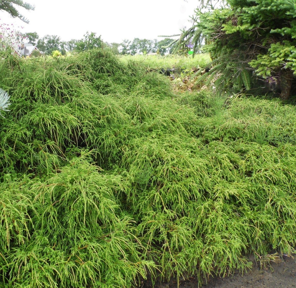 [CHPFNAN] Chamaecyparis pis. 'Filifera Nana' (—, pot17 20cm)
