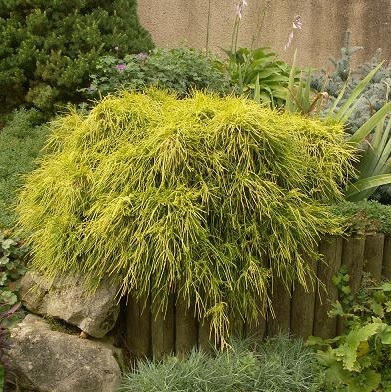 [CHPSUNG] Chamaecyparis pis. 'Sungold' (—, pot17 30cm)