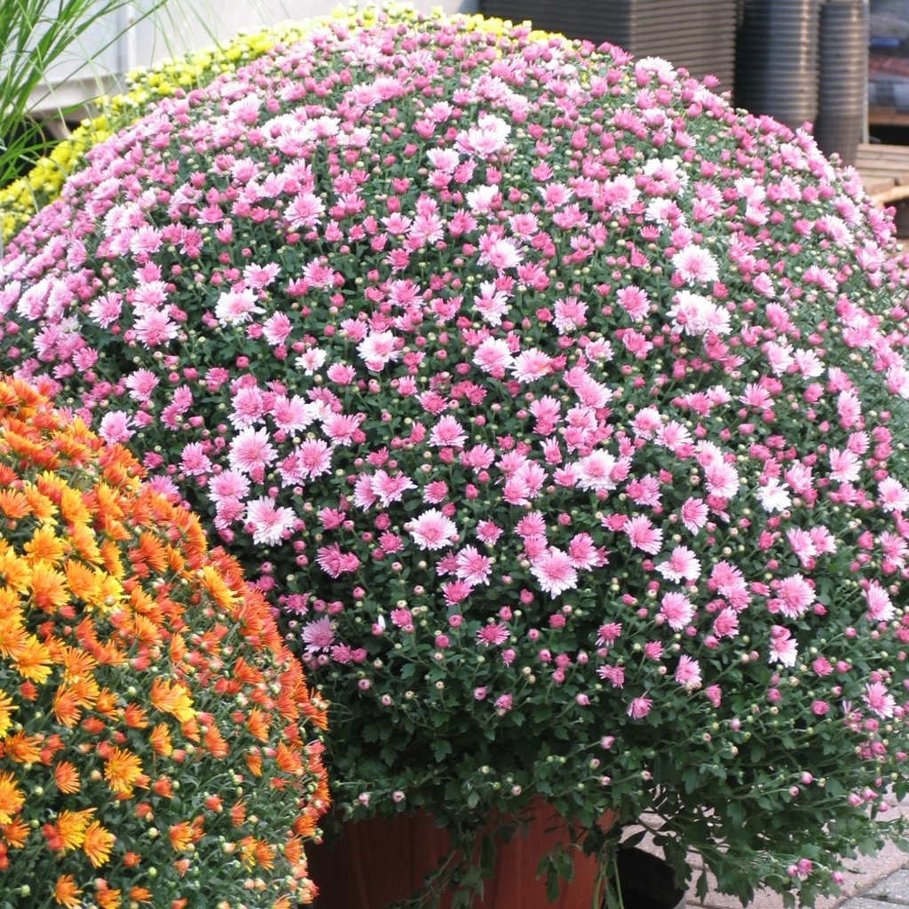 [CHRYSAN] Chrysanthemum (—, pot 19 xxl)
