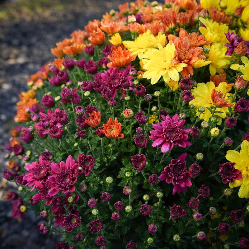 [CHRYSAD] Chrysant DRIEKLEUR (pot19)