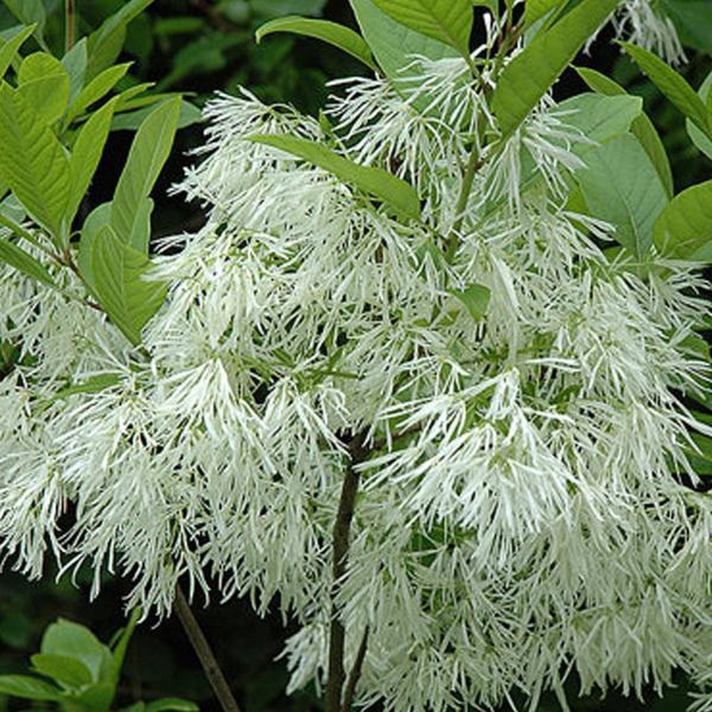 [CHVIRGI] Chionanthus virginicus (100/125cm, pot 20L)