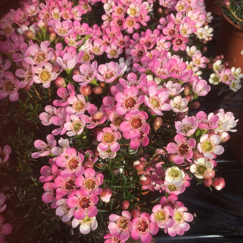 [CHUNCIN P253] FLEUR DE CIRE (pot 2L)