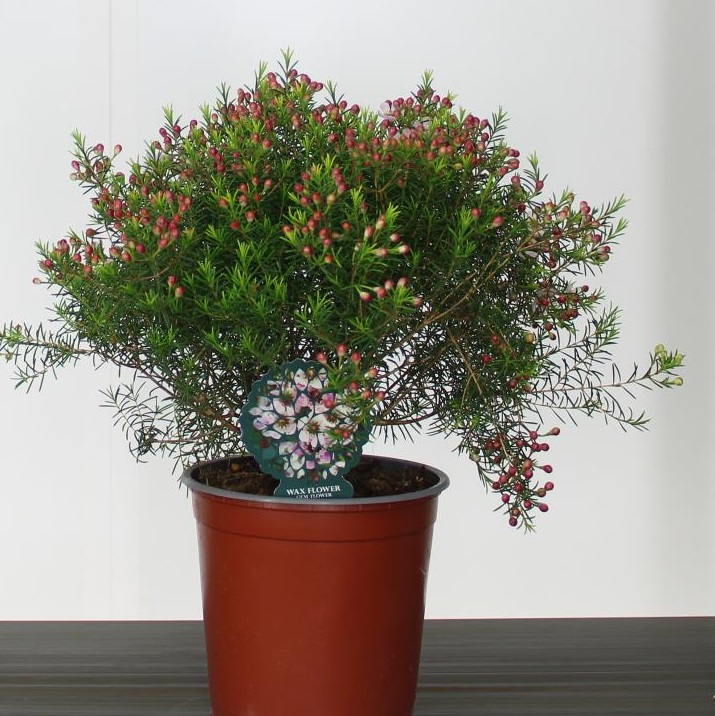[CHWAXFL] WAXFLOWER (—, pot14 25/30cm)