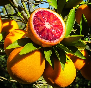 [CIBLOED] Citrus BLOEDAPPELSIEN