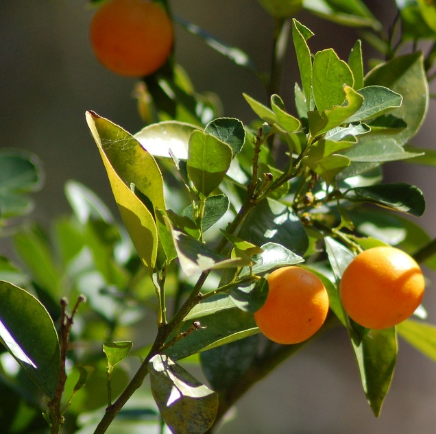 [CICALAM] Citrus CALAMONDIN (pot20 stam 50cm)
