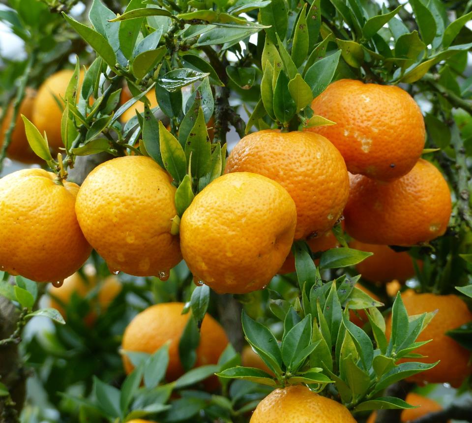 [CICLEME] Citrus CLEMENTINE (pot 20 stam 50cm)