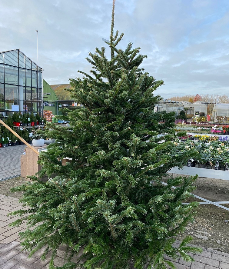[ABNORDM] Abies nordmanniana (—, gezaagd 175/200cm)
