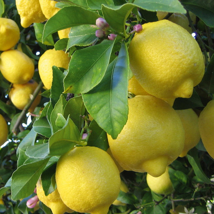 [CICITRO] CITRONNIER (—, —, pot20 tige 50cm)