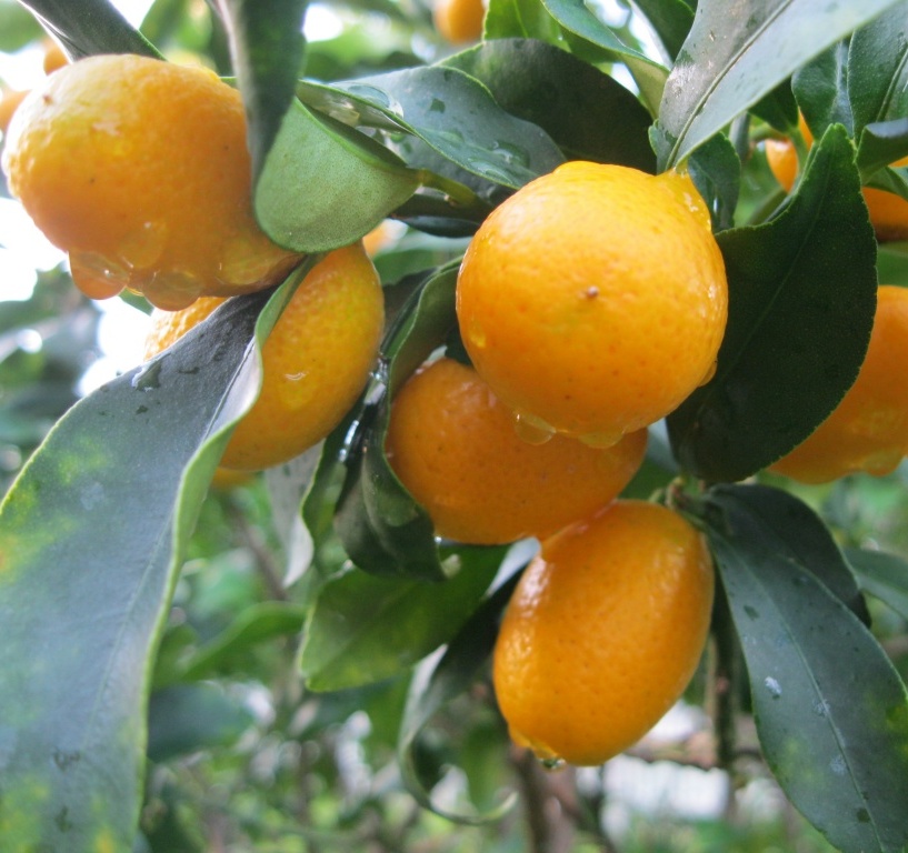 [CIKUMQU] Citrus KUMQUAT (pot20 stam 50cm)