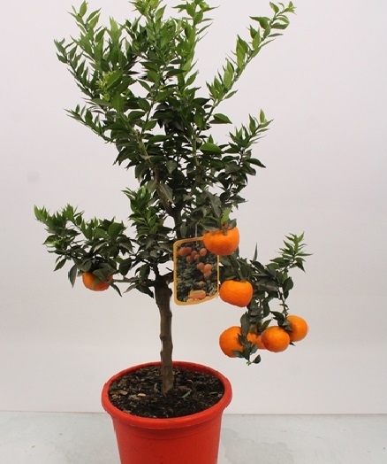 [CIMANDA] Citrus MANDARIJN